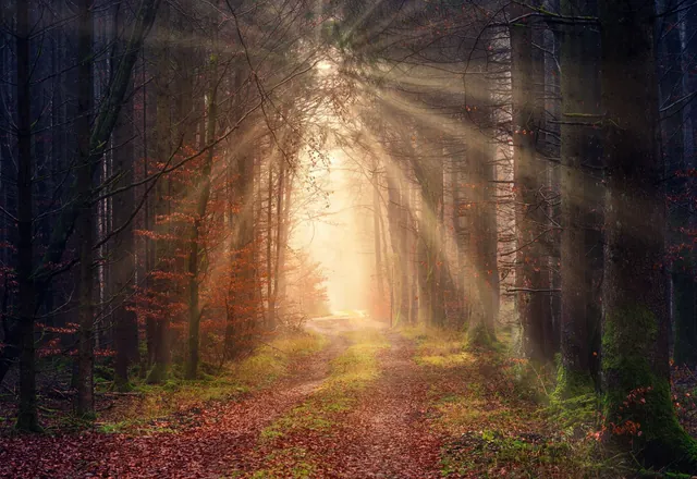 Sunlight through trees beside a grassy path