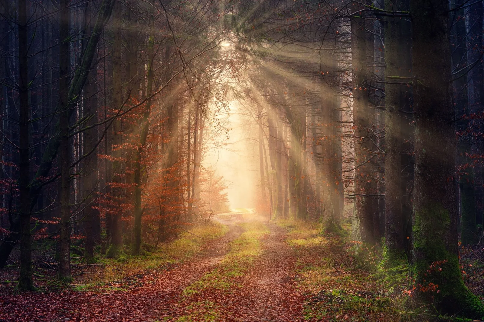Sunlight through trees beside a grassy path